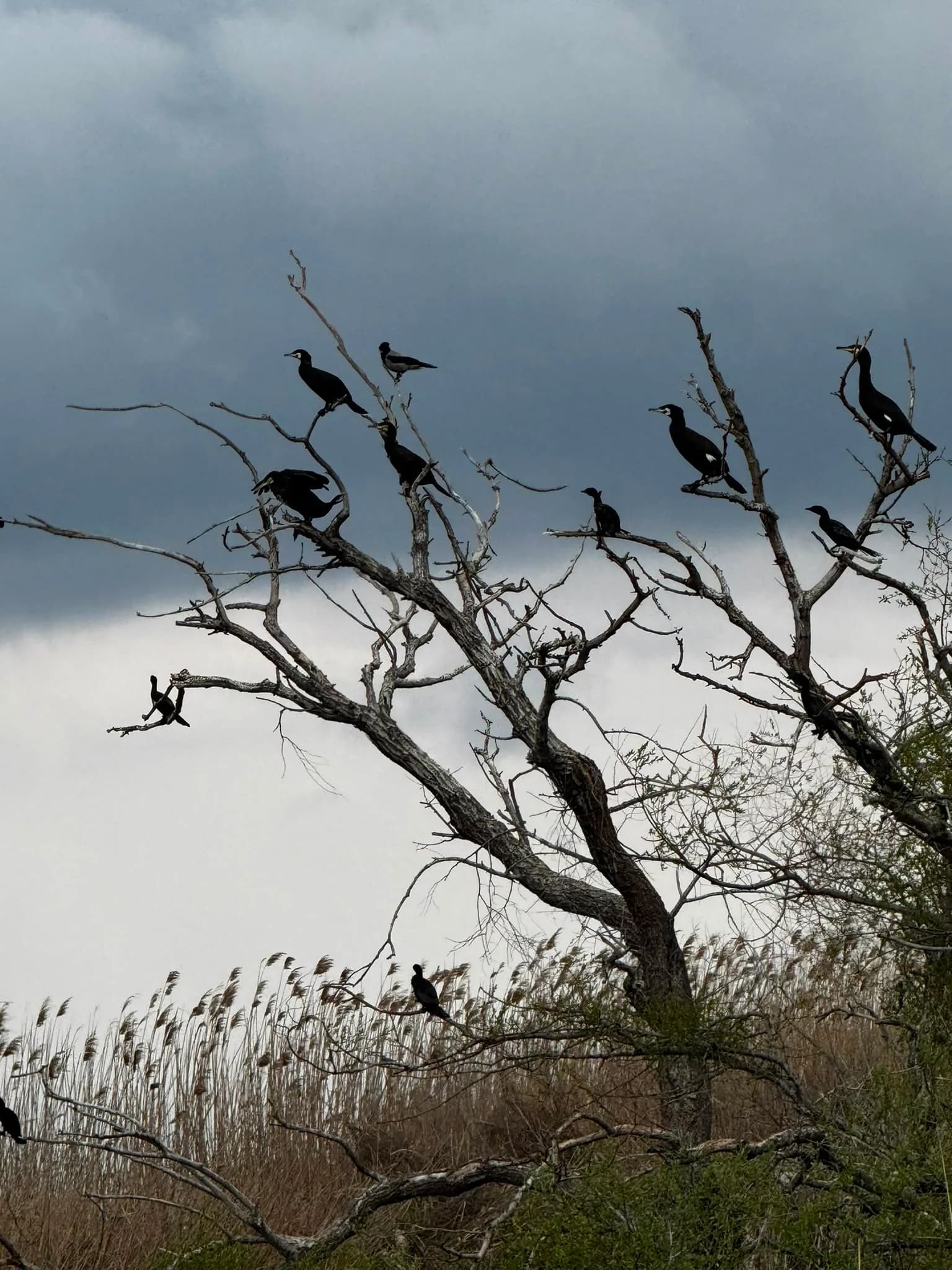 Cormorani in copac uscat