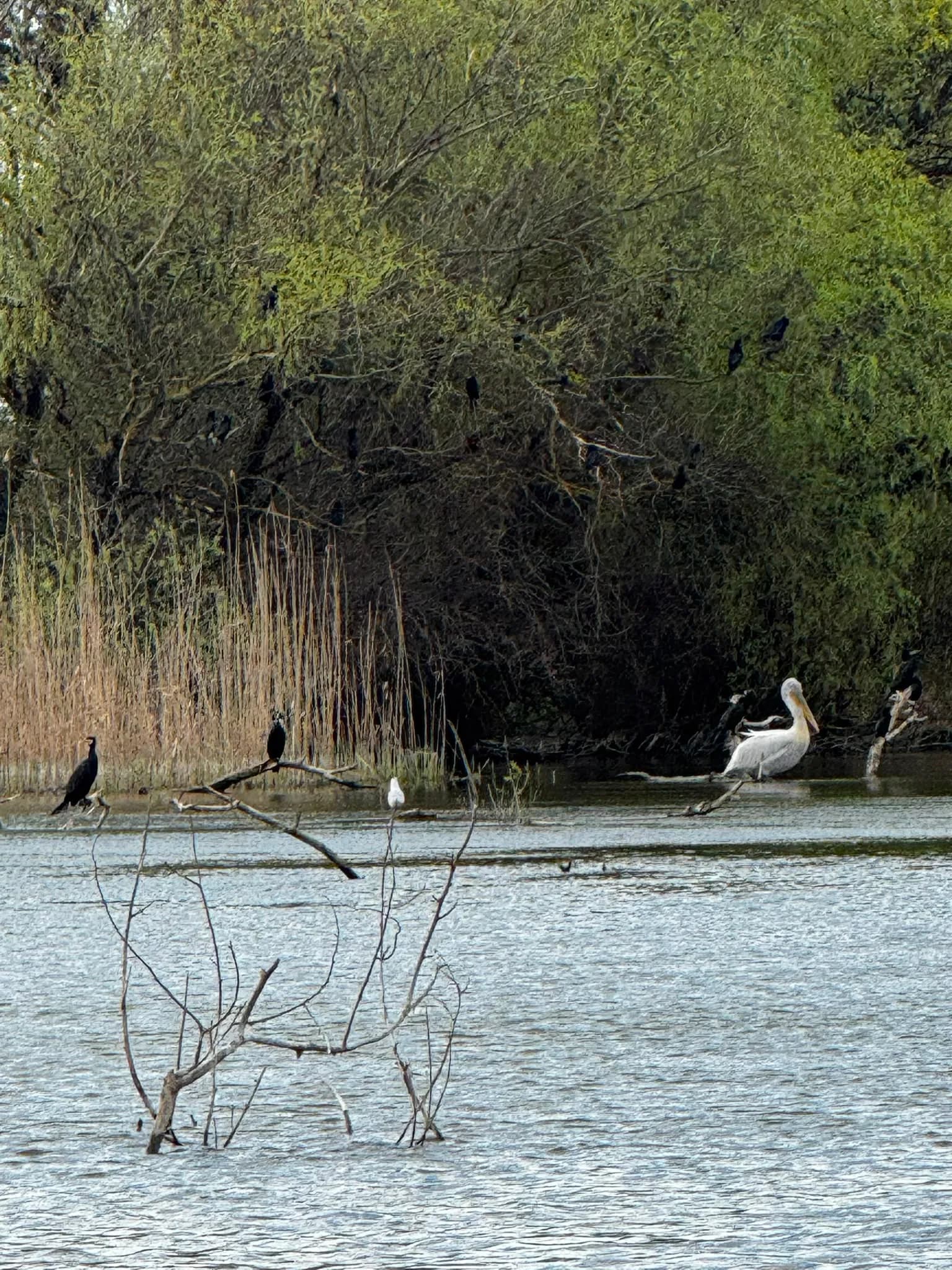 Cormorani si pelicani in stuf