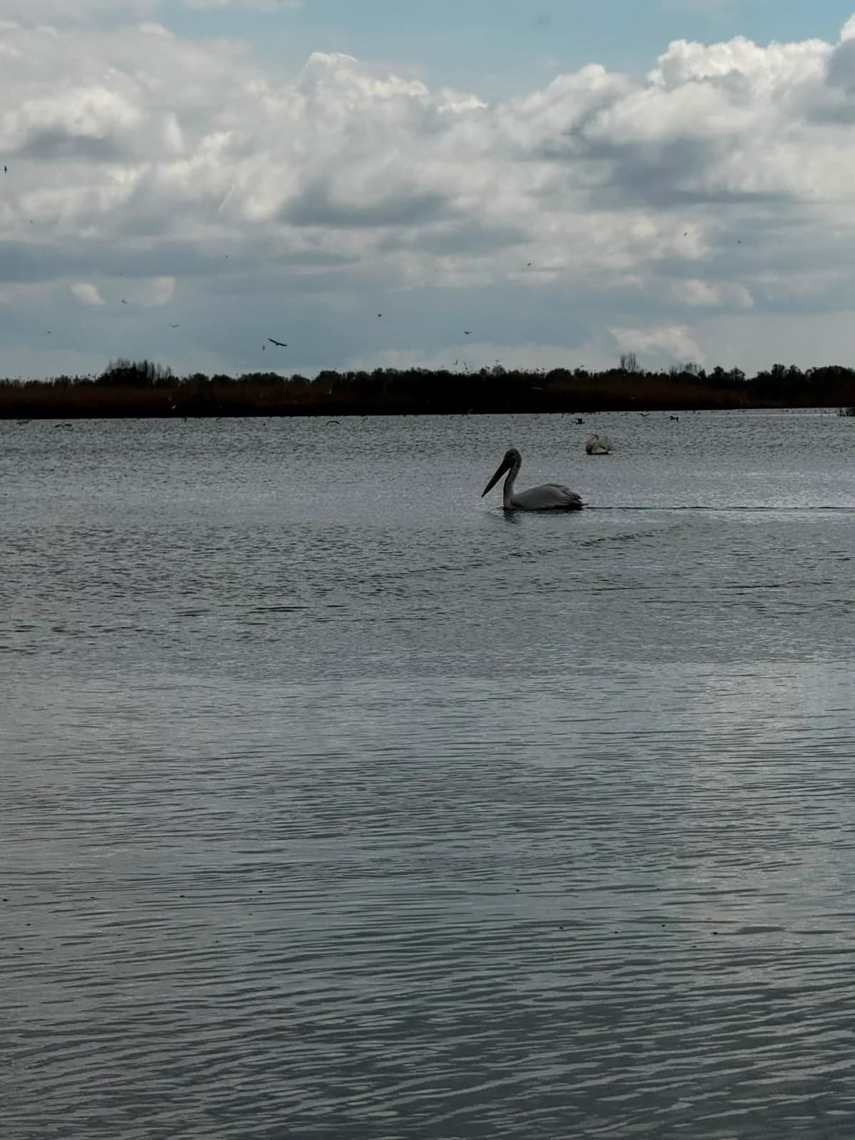 Pelican singur pe apa
